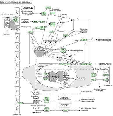 Genetic polymorphisms in immune- and inflammation-associated genes and their association with bovine mastitis resistance/susceptibility